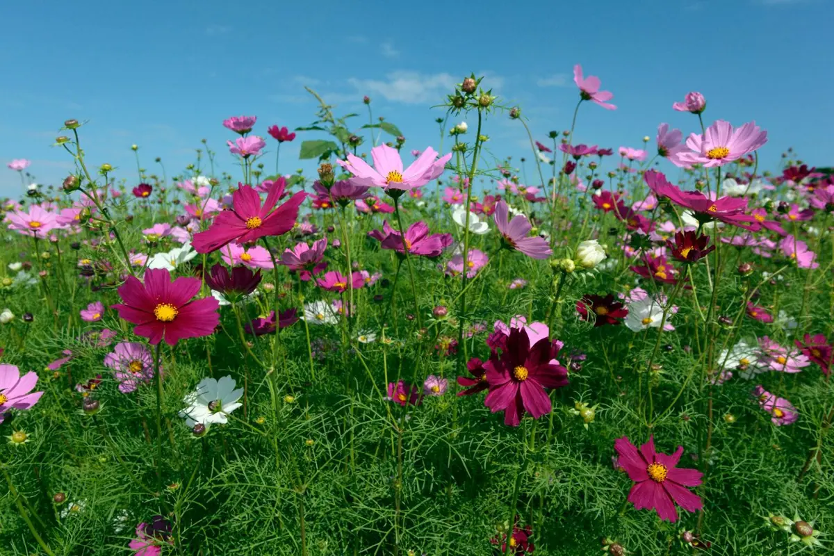 農場旁的花田